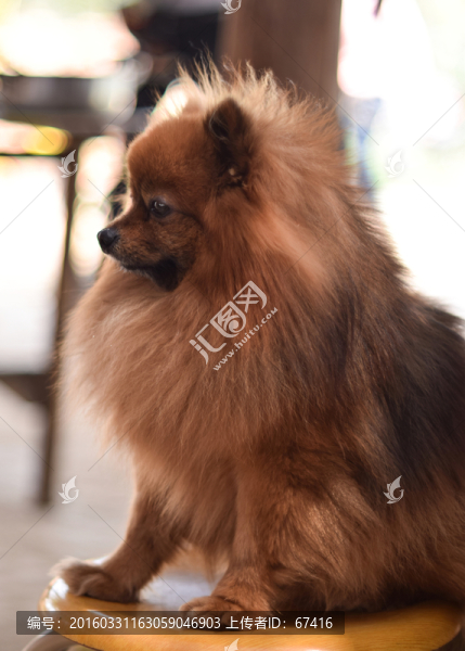 博美犬