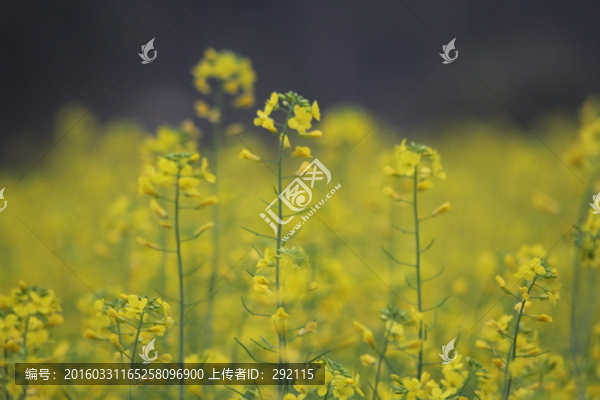 油花菜
