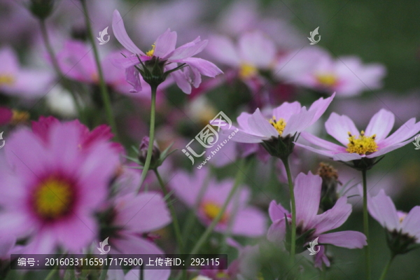 格?；? title=