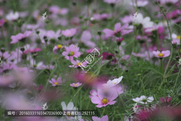 格?；? title=