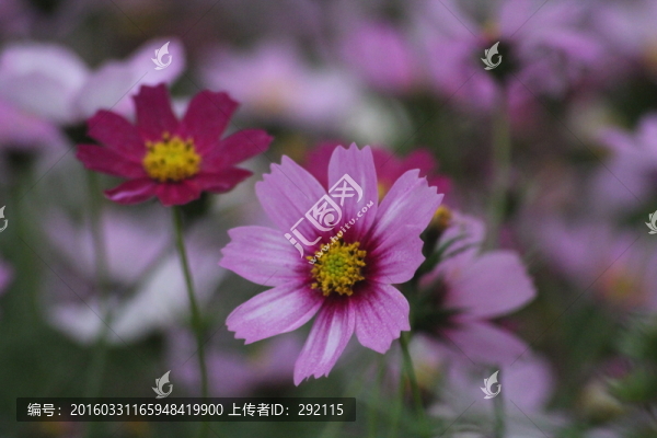 格?；? title=