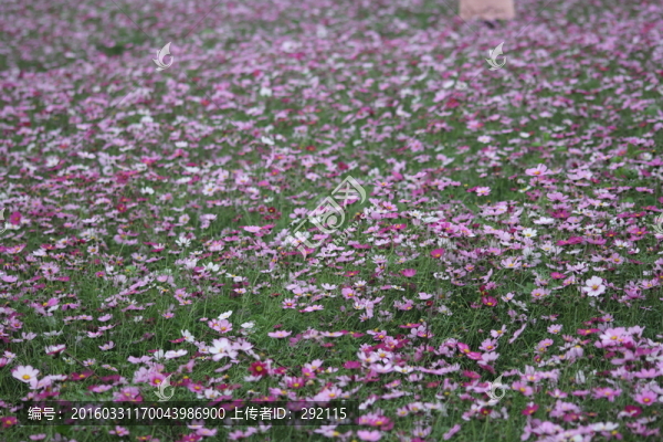 格桑花
