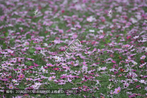 格?；? title=
