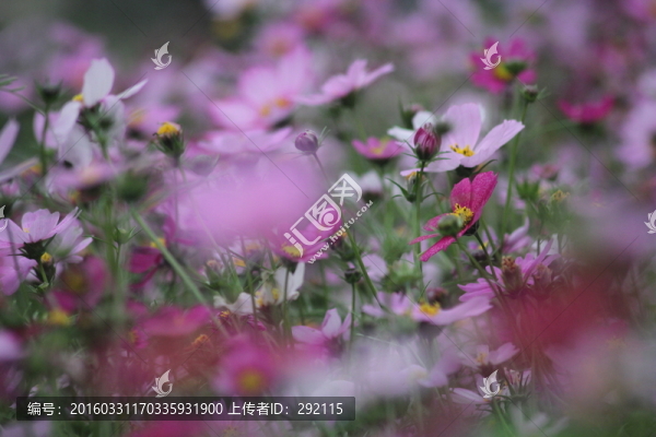 格桑花