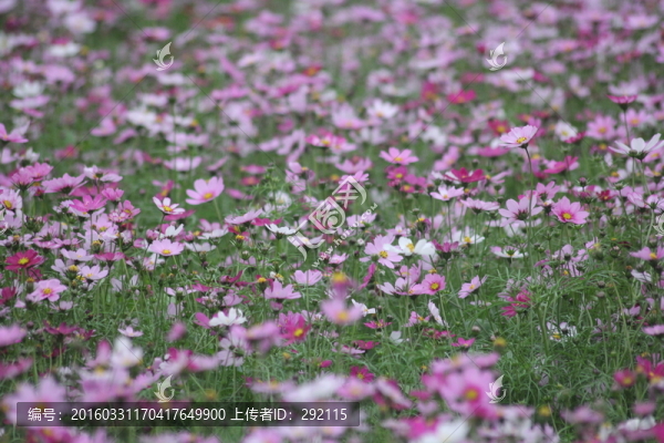 格?；? title=