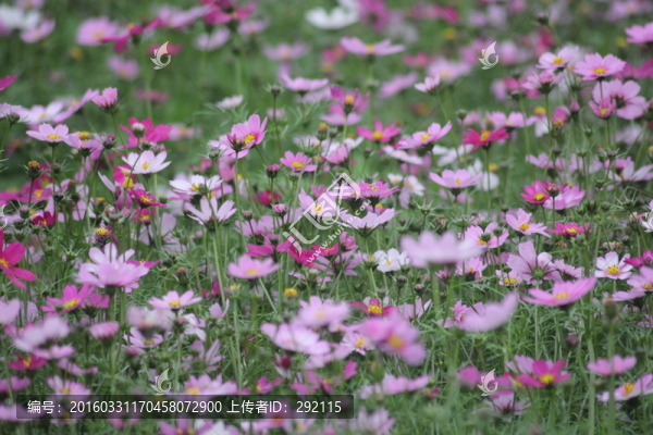 格桑花