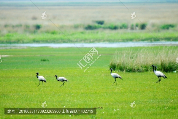 春季濕地灰鶴