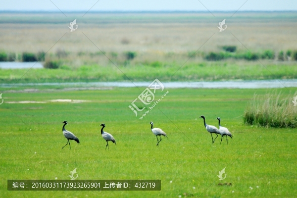 濕地灰鶴