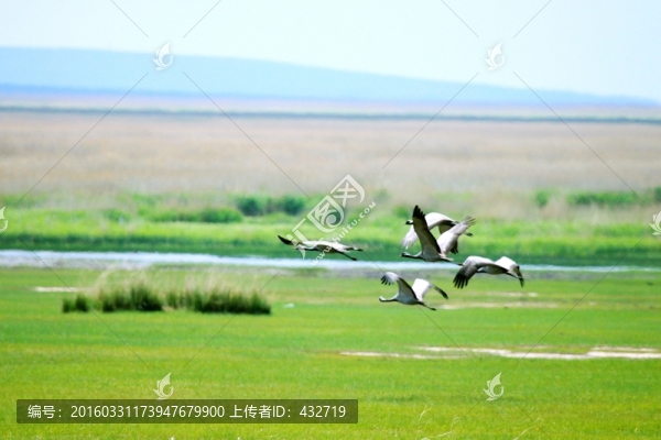 春季濕地灰鶴