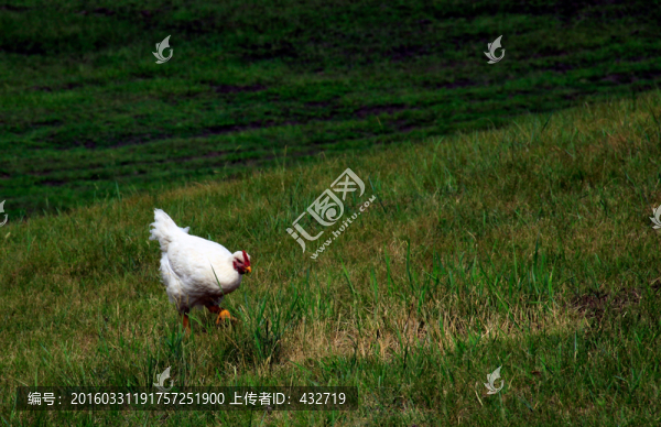 草地放養(yǎng)笨雞