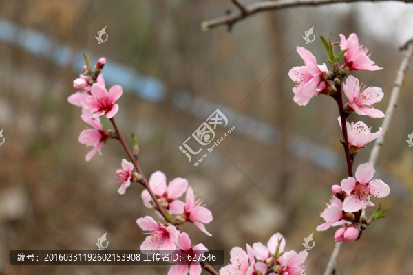 春季桃花