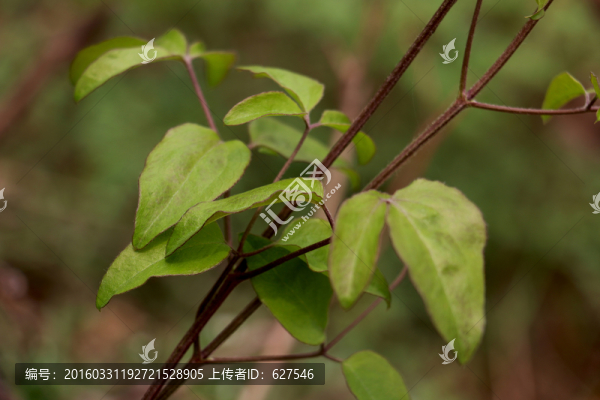 春天嫩葉
