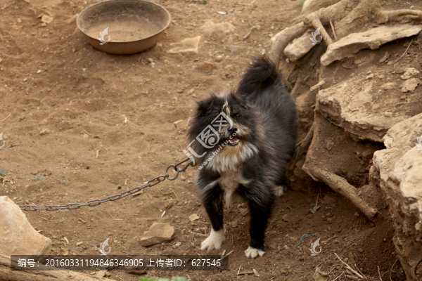 農(nóng)家小狗