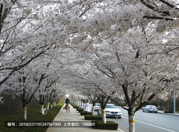櫻花路