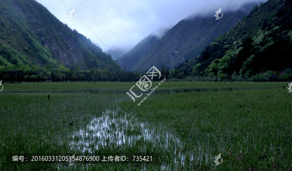 水草