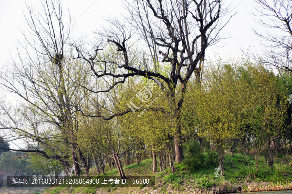 西溪濕地公園-匯圖網(wǎng) www.fosd68.com 西溪濕地公園