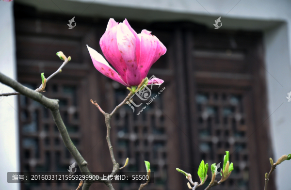 玉蘭花