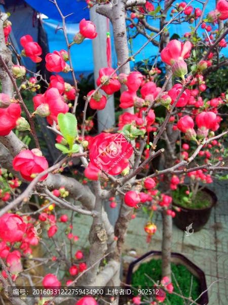 梅花