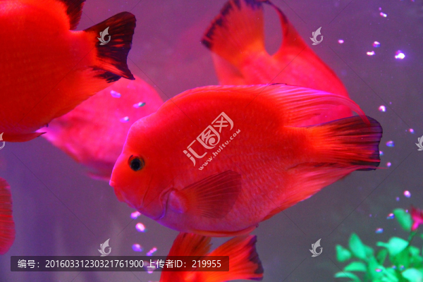 名貴觀賞魚,紅鸚鵡