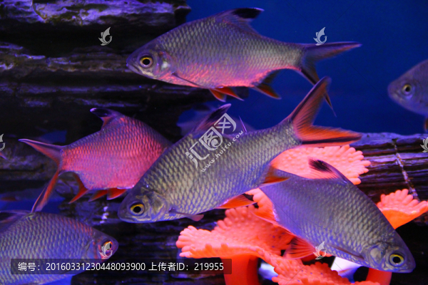 熱帶觀賞魚