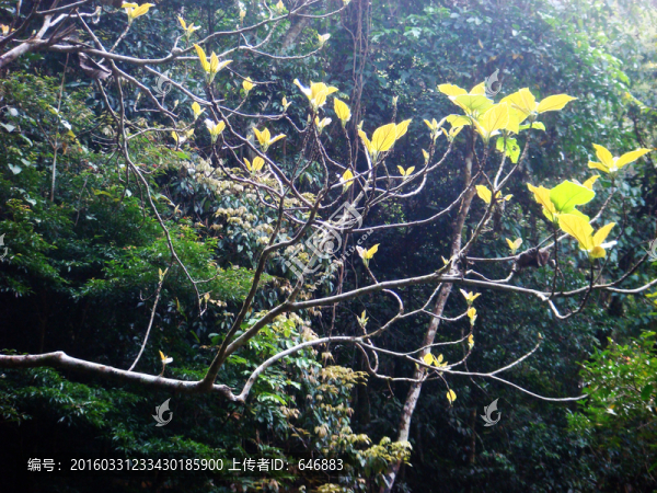 樹(shù)葉,陽(yáng)光
