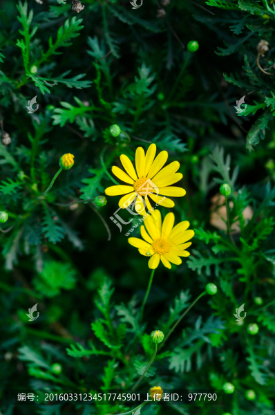 兩朵雛菊