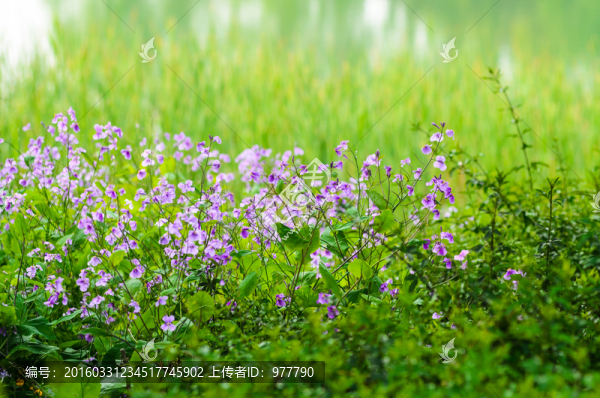 花叢