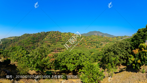 荔枝園寬幅