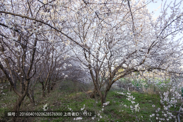 杏園