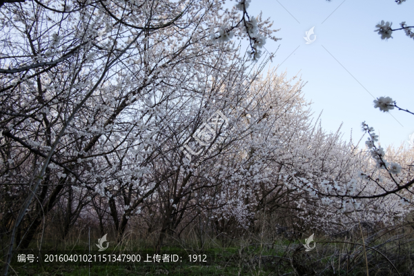 杏園
