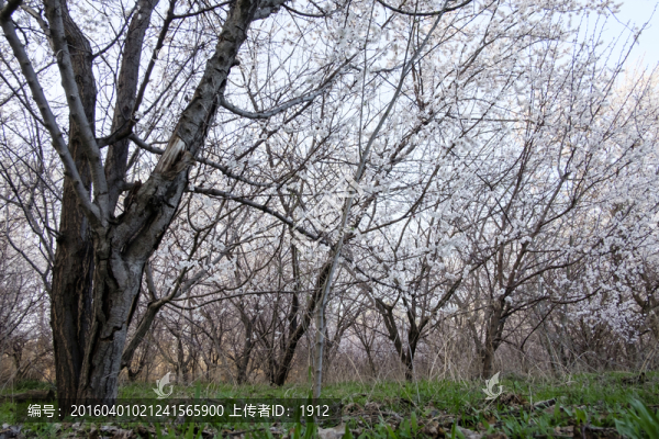 杏園