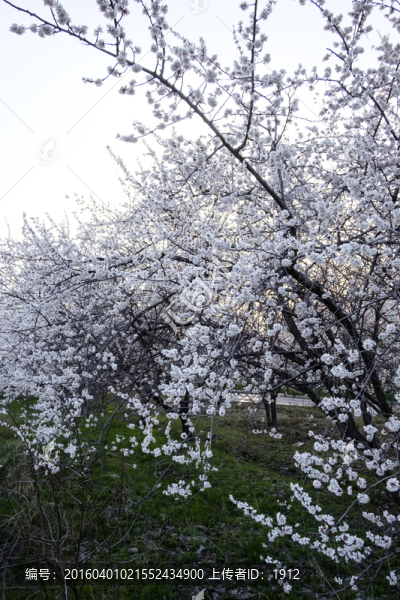 杏園