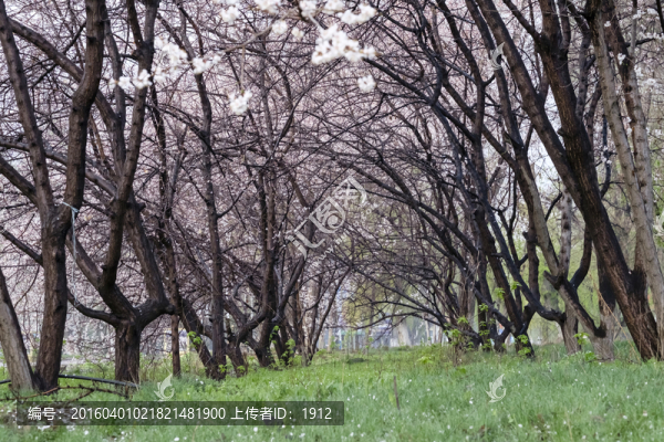 果園