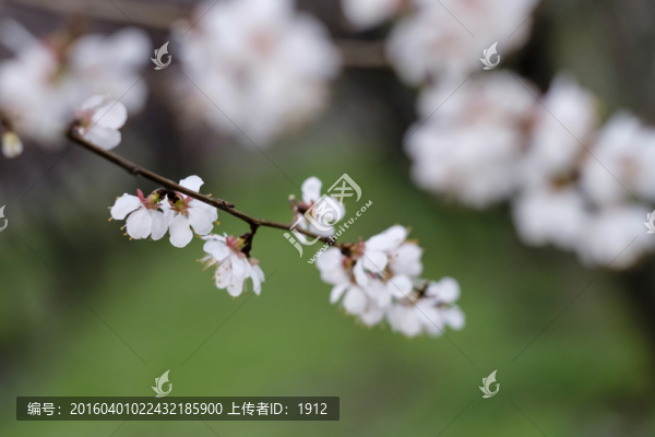 杏花