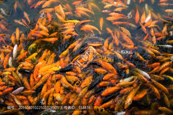 鯉魚