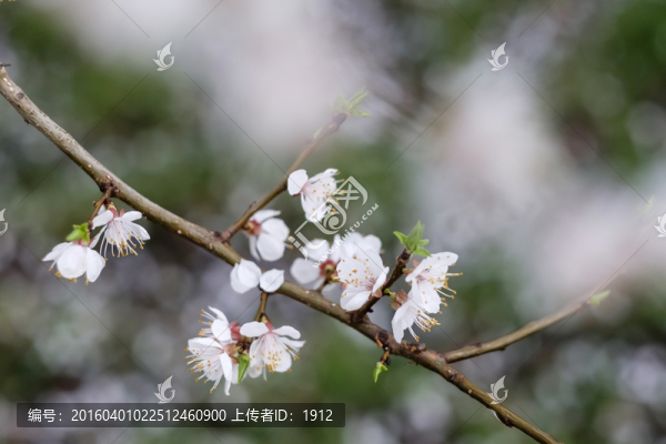 杏花