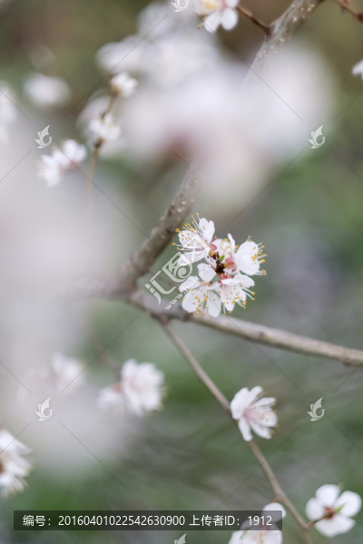 杏花