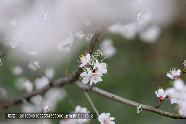 杏花