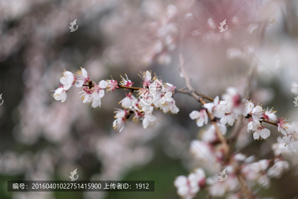 杏花