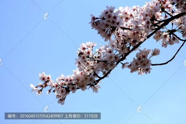 櫻花