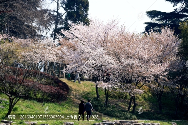 南京玄武湖櫻花