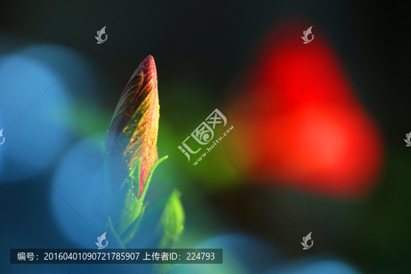 含苞欲放