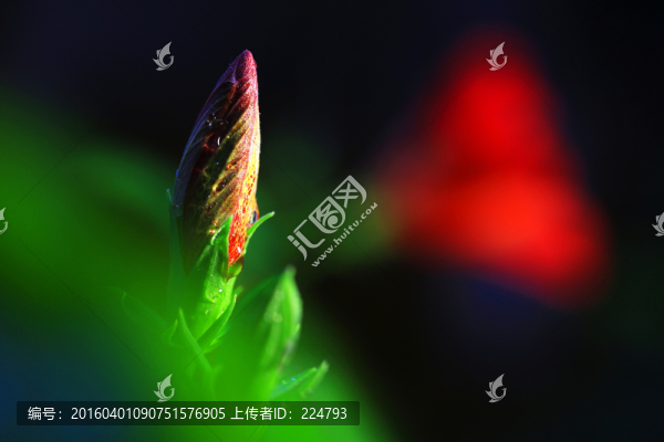 含苞欲放