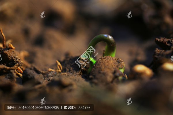 破土而出