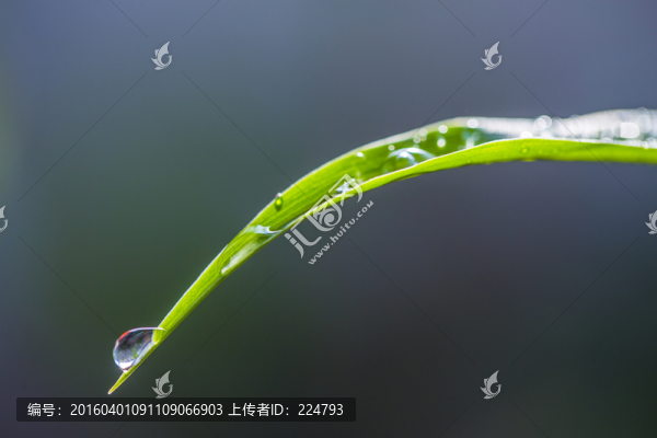 葉尖上的水珠