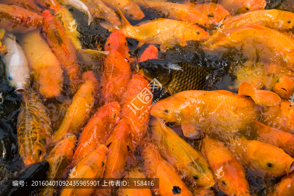 鯉魚