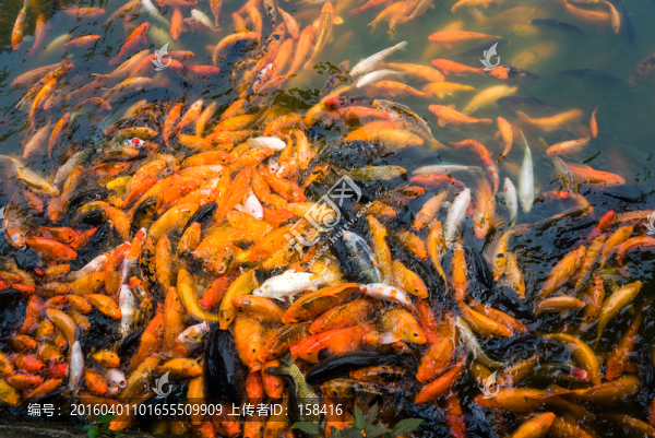 鯉魚