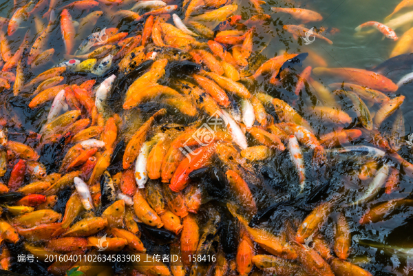 鯉魚