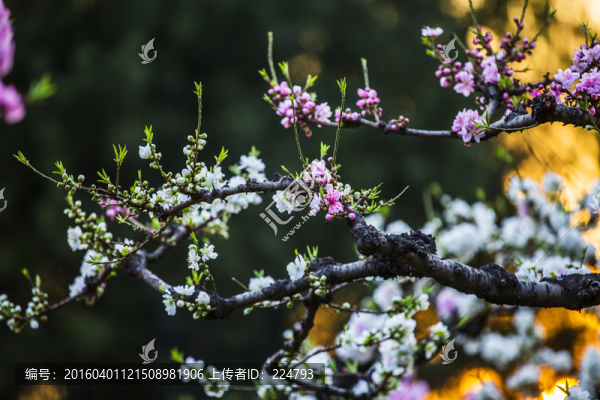 桃花