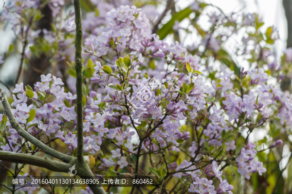 山花